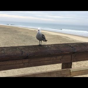 Meet your Posher, Yisel